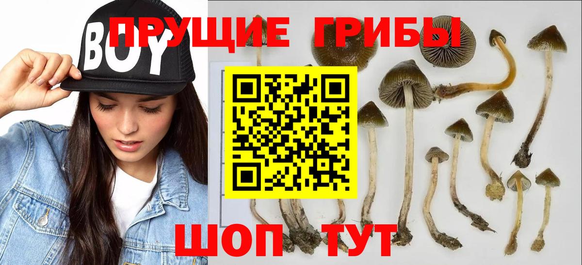 Галлюциногенные грибы MAGIC MUSHROOMS Вологда