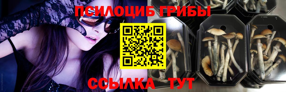 Псилоцибиновые грибы мицелий  Вход с VPN  цена наркотик  Вологда 